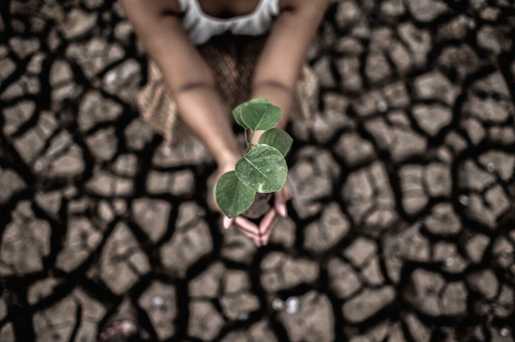 Women Are Sitting Holding Seedlings Are Dry Land Warming World 1024x681